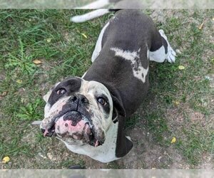 Bulldog Dogs for adoption in Ames, IA, USA