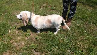 Basset Hound Dogs for adoption in Trenton, MO, USA