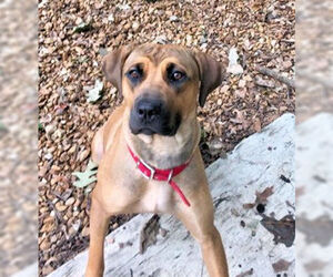 Boxer-Mastiff Mix Dogs for adoption in Millington, TN, USA