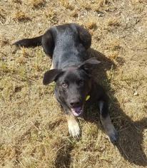 German Shepherd Dog Dogs for adoption in Cochran, GA, USA
