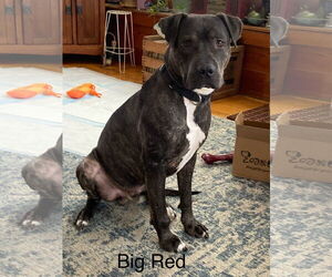 American Pit Bull Terrier-Unknown Mix Dogs for adoption in Topeka, KS, USA