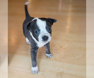 Australian Shepherd-Unknown Mix Dogs for adoption in Vail, AZ, USA