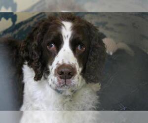 English Springer Spaniel Dogs for adoption in Brewster, MA, USA