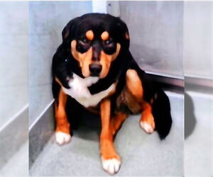 Mutt Dogs for adoption in Pasadena, CA, USA