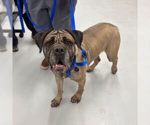 Mastiff-Unknown Mix Dogs for adoption in Boston, MA, USA
