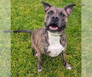 Boxer-Mastiff Mix Dogs for adoption in Akron, OH, USA