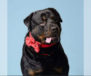 Rottweiler Dogs for adoption in Hillsboro, NH, USA