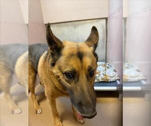 German Shepherd Dog Dogs for adoption in Martinez, CA, USA
