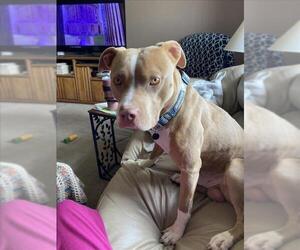 Mutt Dogs for adoption in Las Vegas, NV, USA