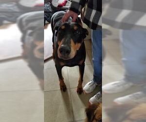 Doberman Pinscher Dogs for adoption in Lewistown, PA, USA