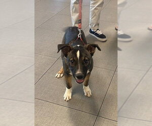German Shepherd Dog-Unknown Mix Dogs for adoption in Rancho Cucamonga, CA, USA