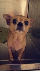 Chihuahua Dogs for adoption in Colfax, IL, USA