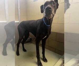 Great Dane Dogs for adoption in Riverside, CA, USA