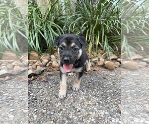 Labrador Retriever-Unknown Mix Dogs for adoption in The Woodlands, TX, USA