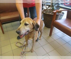 Mutt Dogs for adoption in Ocala, FL, USA