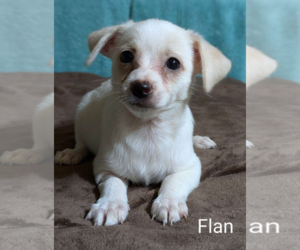 Chihuahua-Unknown Mix Dogs for adoption in Fresno, CA, USA