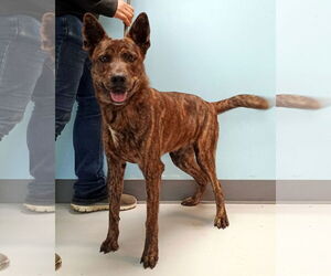 Mutt Dogs for adoption in Pryor, OK, USA