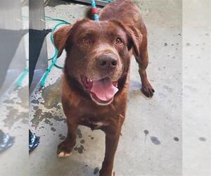 Labrador Retriever-Unknown Mix Dogs for adoption in Camarillo, CA, USA