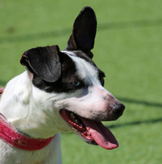 Jack Russell Terrier-Unknown Mix Dogs for adoption in Asheville, NC, USA