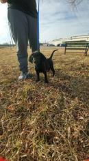 Black and Tan Coonhound Dogs for adoption in Trenton, MO, USA