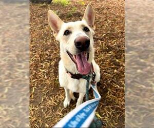 German Shepherd Dog-Unknown Mix Dogs for adoption in Santa Maria, CA, USA