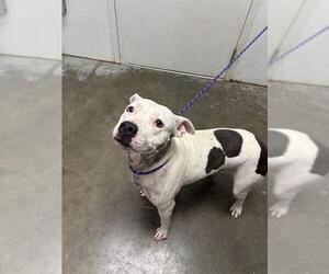 Staffordshire Bull Terrier-Unknown Mix Dogs for adoption in Rosenberg, TX, USA