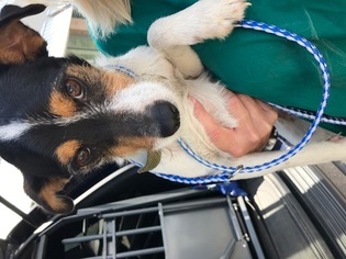 Jack Russell Terrier Dogs for adoption in Savannah, NY, USA
