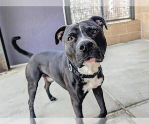 American Pit Bull Terrier Dogs for adoption in Denver, CO, USA