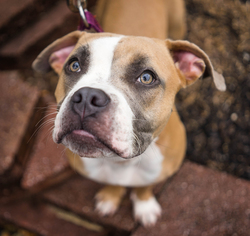 Medium Photo #1 Bullboxer Pit Puppy For Sale in Birdsboro, PA, USA