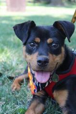 Rottweiler-American Pit Bull Terrier Dogs for adoption in Saint Louis, MO, USA