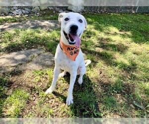 Lab-Pointer Dogs for adoption in Murfreesboro, TN, USA