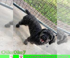 Poodle (Toy) Dogs for adoption in Pensacola, FL, USA