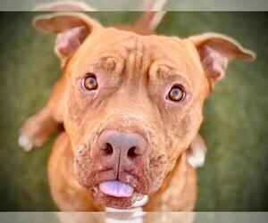 American Pit Bull Terrier Dogs for adoption in Orlando, FL, USA