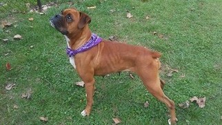 Boxer Dogs for adoption in Temple, GA, USA