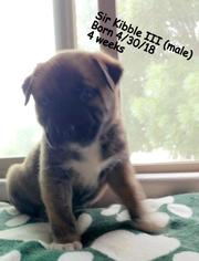 Medium Photo #1 Staffordshire Bull Terrier-Unknown Mix Puppy For Sale in St. George, UT, USA