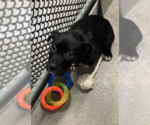 Labrador Retriever-Unknown Mix Dogs for adoption in Sterling, MA, USA