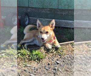 Shiba Inu-Unknown Mix Dogs for adoption in Reedsport, OR, USA