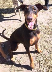 Doberman Pinscher Dogs for adoption in Overland Park, KS, USA