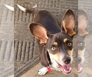 Chiweenie Dogs for adoption in San Antonio, TX, USA