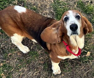 Basset Hound Dogs for adoption in Deepwater, NJ, USA