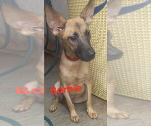 Mutt Dogs for adoption in New York, NY, USA