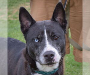 American Staffordshire Terrier-Huskies Mix Dogs for adoption in Huntley, IL, USA