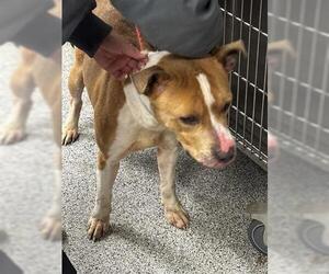 Mutt Dogs for adoption in Houston, TX, USA