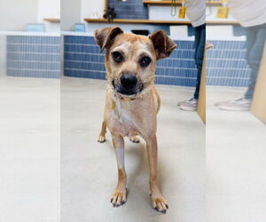 Medium Photo #1 Chihuahua-Unknown Mix Puppy For Sale in Marina Del Rey, CA, USA