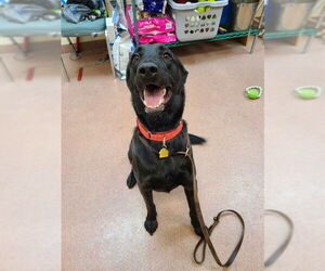 Labrador Retriever Dogs for adoption in Ogden, UT, USA