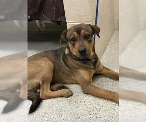 Labrador Retriever-Unknown Mix Dogs for adoption in Conroe, TX, USA