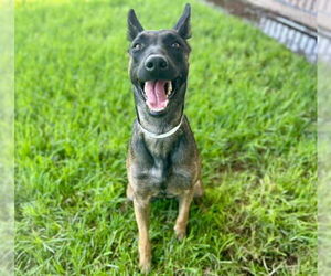 Mutt Dogs for adoption in Riverside, CA, USA