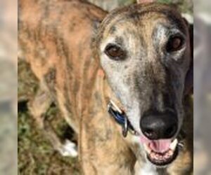 Greyhound Dogs for adoption in Grandville, MI, USA