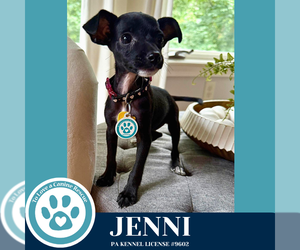 Chihuahua-Unknown Mix Dogs for adoption in Kimberton, PA, USA