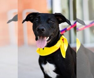 Labrador Retriever-Unknown Mix Dogs for adoption in Flower Mound, TX, USA